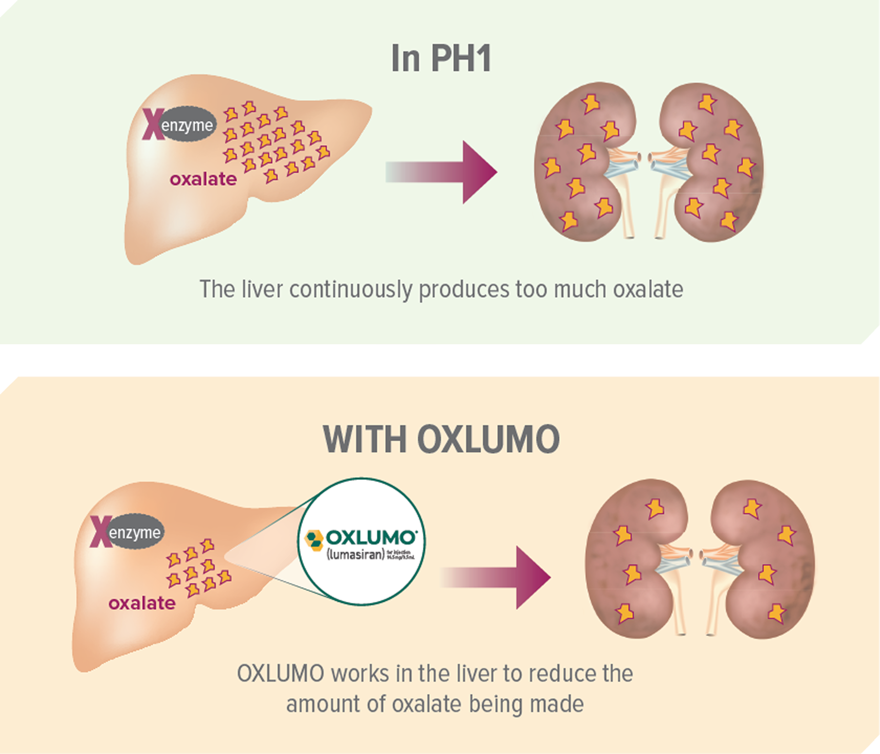 How Oxlumo Works